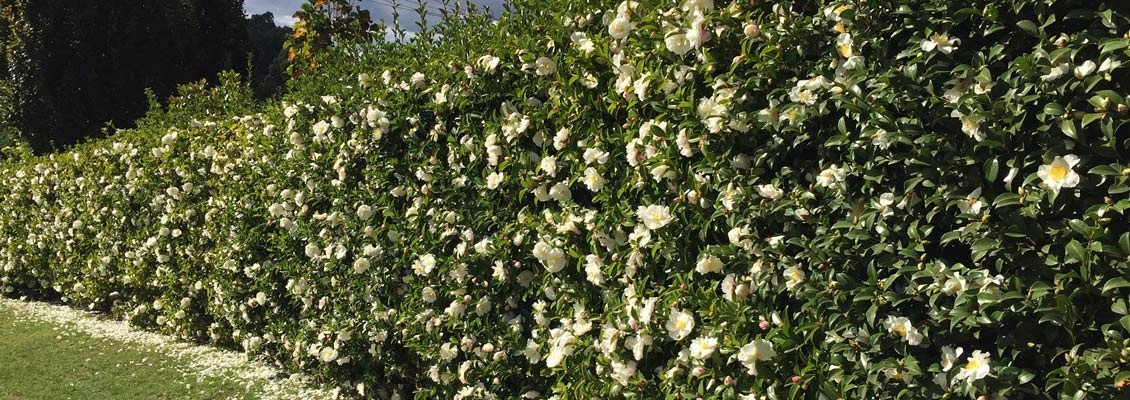 Camellias for hedging